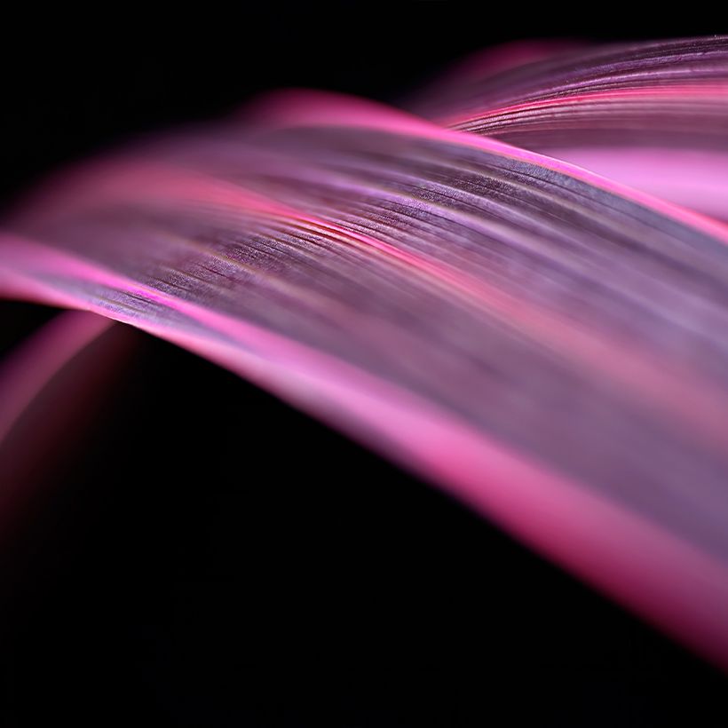 Cordyline banksii Electric Pink - Keulenlilie (Laub)