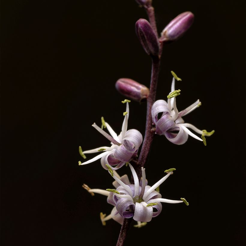 Cordyline banksii Electric Pink - Keulenlilie (Blüte)
