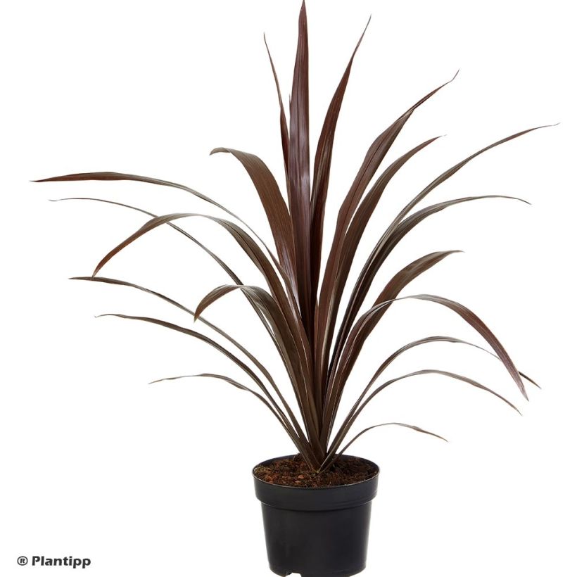 Cordyline obtecta Superstar - Keulenlilie (Wuchs)