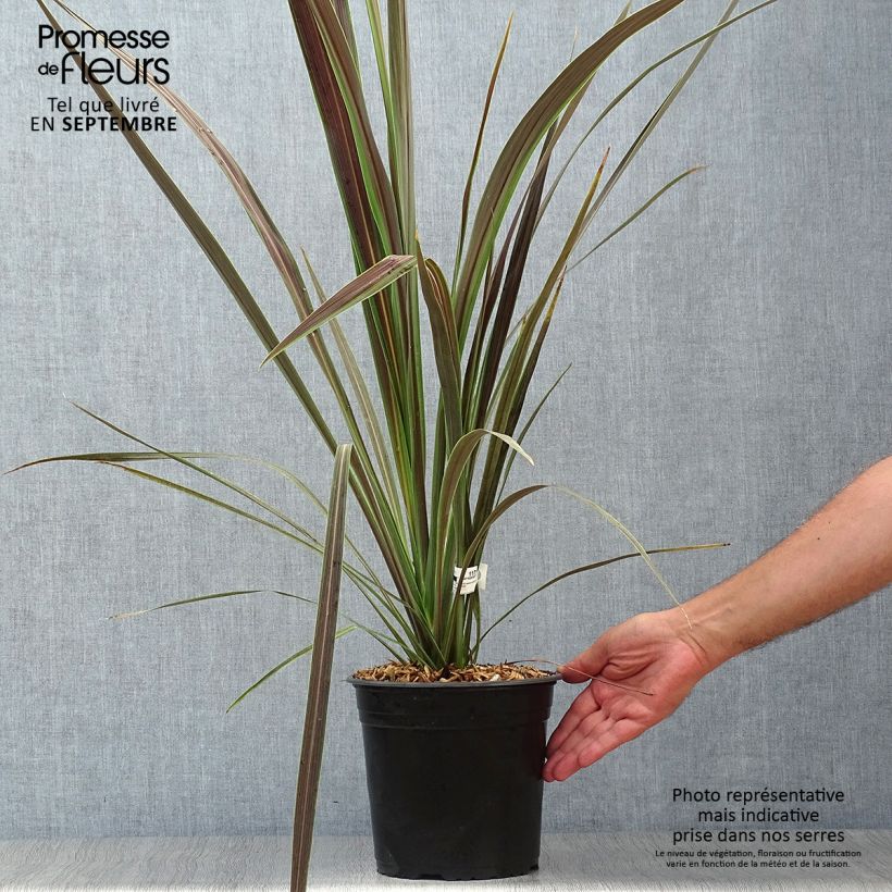 Exemplar von Cordyline banksii Electric Star - Keulenlilie Topf mit 3L/4L wie im Herbst geliefert