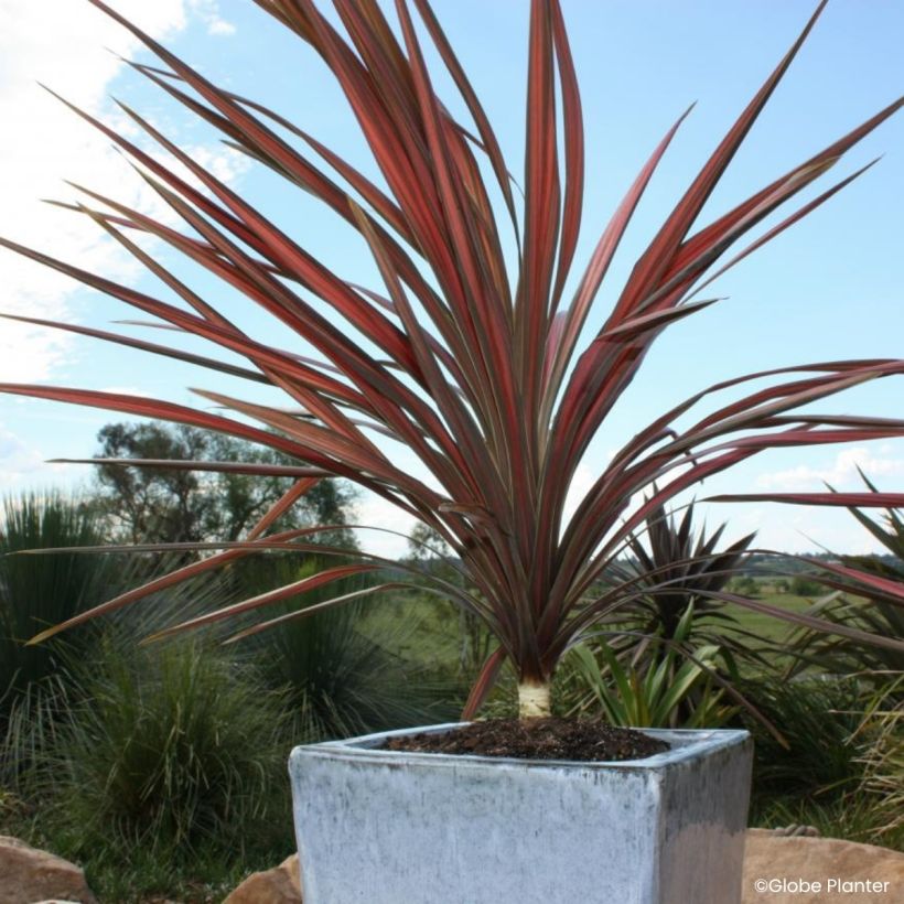 Cordyline australis Coral - Keulenlilie (Wuchs)