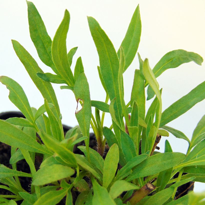 Mädchenauge Cosmic Eye - Coreopsis (Laub)