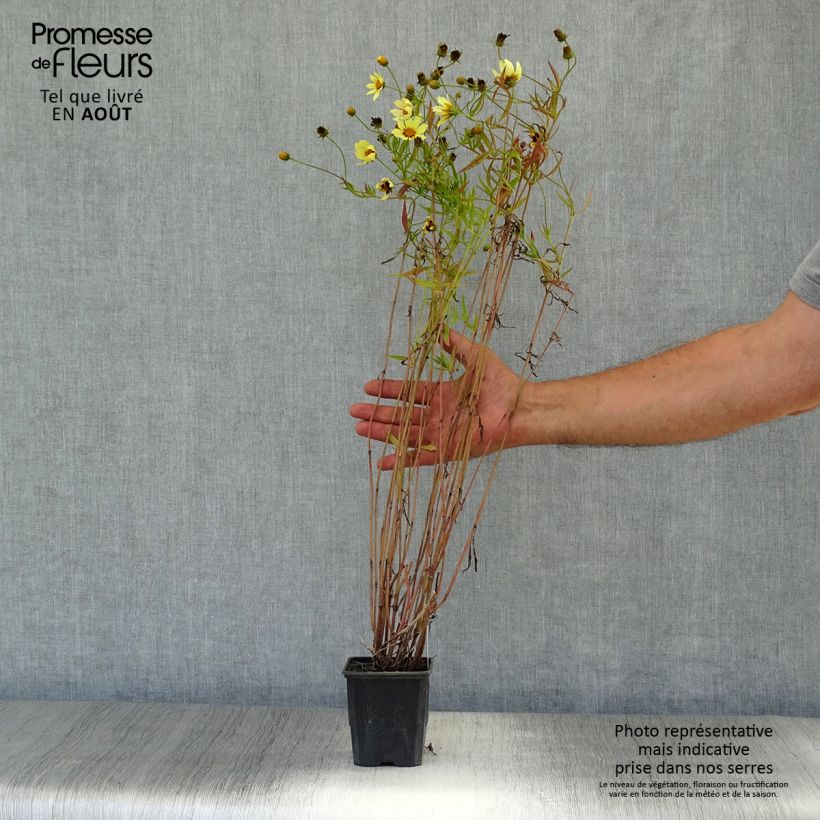 Exemplar von Mädchenauge Redshift - Coreopsis Kleine Töpfe von 8/9 cm wie im Sommer geliefert
