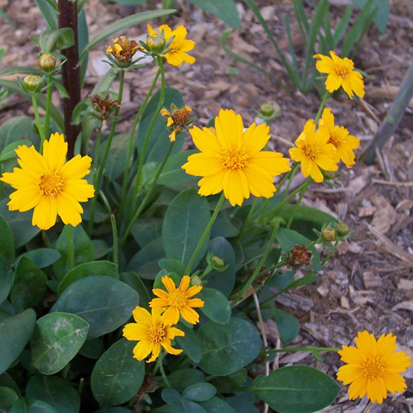 Mädchenauge Elfin Gold - Coreopsis auriculata nana (Flowering)