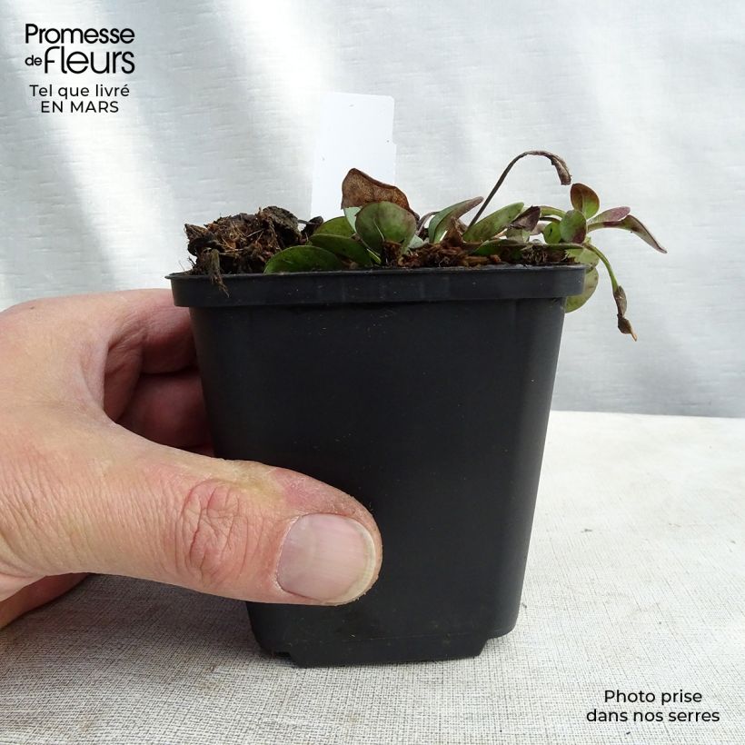 Exemplar von Mädchenauge Nana - Coreopsis auriculata Kleine Töpfe von 8/9 cm wie im Frühjahr geliefert