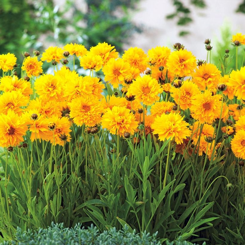 Großblumige Mädchenauge Badengold - Coreopsis grandiflora (Wuchs)