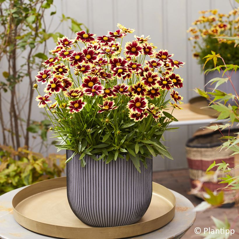 Großblumige Mädchenauge Solar Fancy - Coreopsis grandiflora (Wuchs)