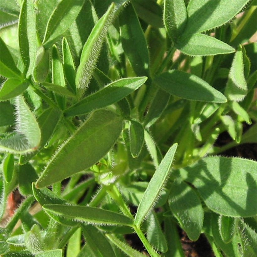 Großblumige Mädchenauge Sonnenkind - Coreopsis grandiflora (Foliage)