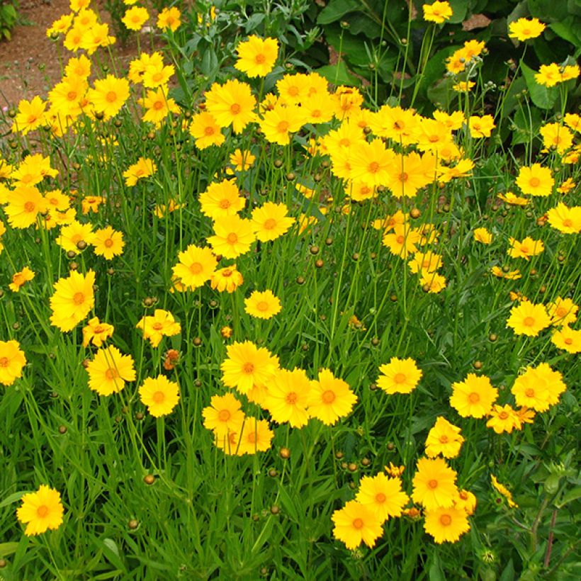 Großblumige Mädchenauge Sonnenkind - Coreopsis grandiflora (Flowering)