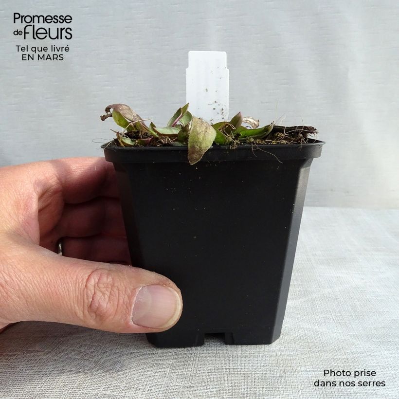 Example of Großblumige Mädchenauge Sonnenkind - Coreopsis grandiflora Kleine Töpfe von 8/9 cm as you get in printemps