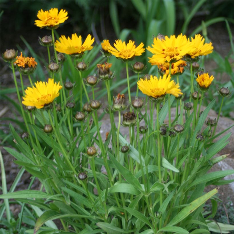Großblumige Mädchenauge Sunray - Coreopsis grandiflora (Wuchs)