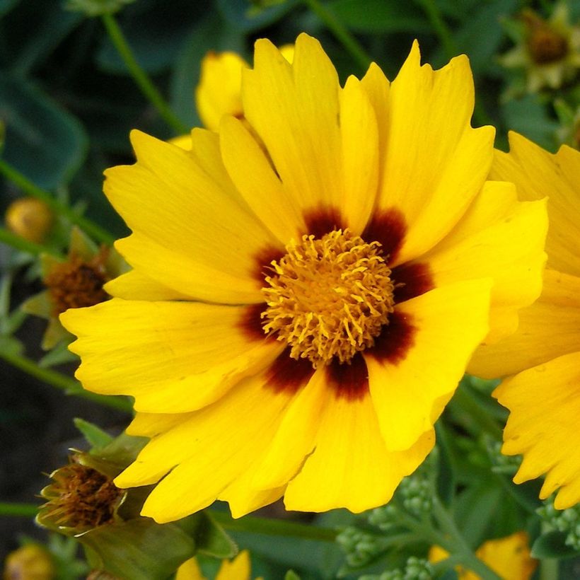 Zwergiges Mädchenauge Baby Gold - Coreopsis lanceolata (Blüte)