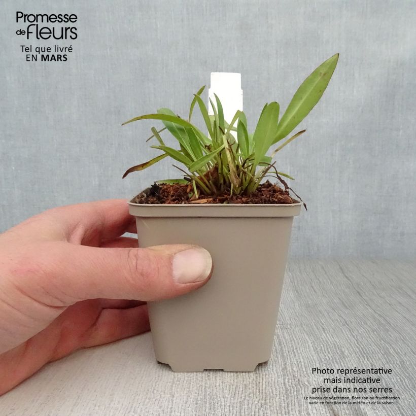 Exemplar von Zwergiges Mädchenauge Baby Gold - Coreopsis lanceolata Kleine Töpfe von 8/9 cm wie im Frühjahr geliefert