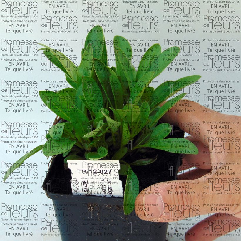 Beispiel eines Exemplars von Zwergiges Mädchenauge Goldfink - Coreopsis lanceolata Kleine Töpfe von 8/9 cm wie geliefert