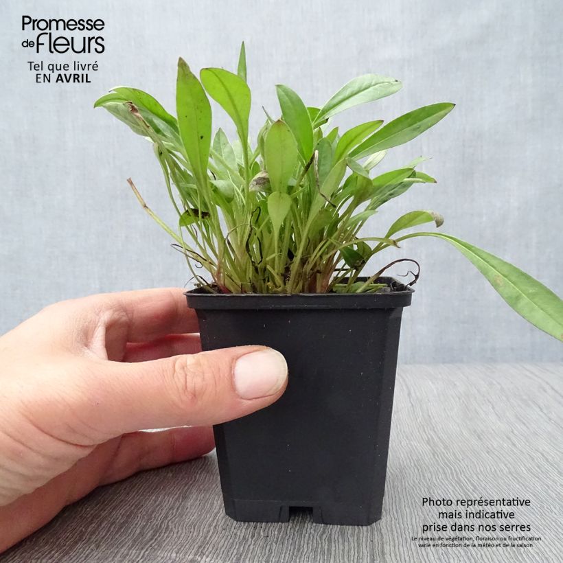 Exemplar von Zwergiges Mädchenauge Sterntaler - Coreopsis lanceolata Kleine Töpfe von 8/9 cm wie im Frühjahr geliefert