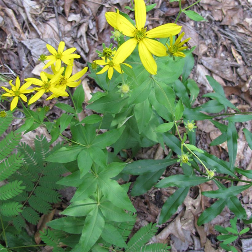 Coreopsis major - Mädchenauge (Wuchs)