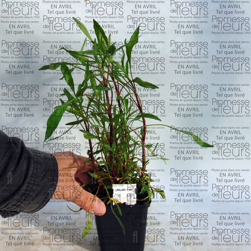 Beispiel eines Exemplars von Mädchenauge Heaven's Gate - Coreopsis rosea Kleine Töpfe von 8/9 cm wie geliefert