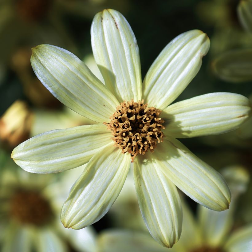 Mädchenauge Moonbeam - Coreopsis verticillata (Flowering)