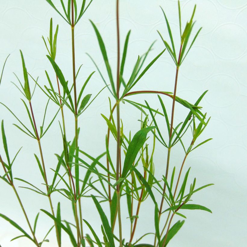 Mädchenauge Moonbeam - Coreopsis verticillata (Foliage)