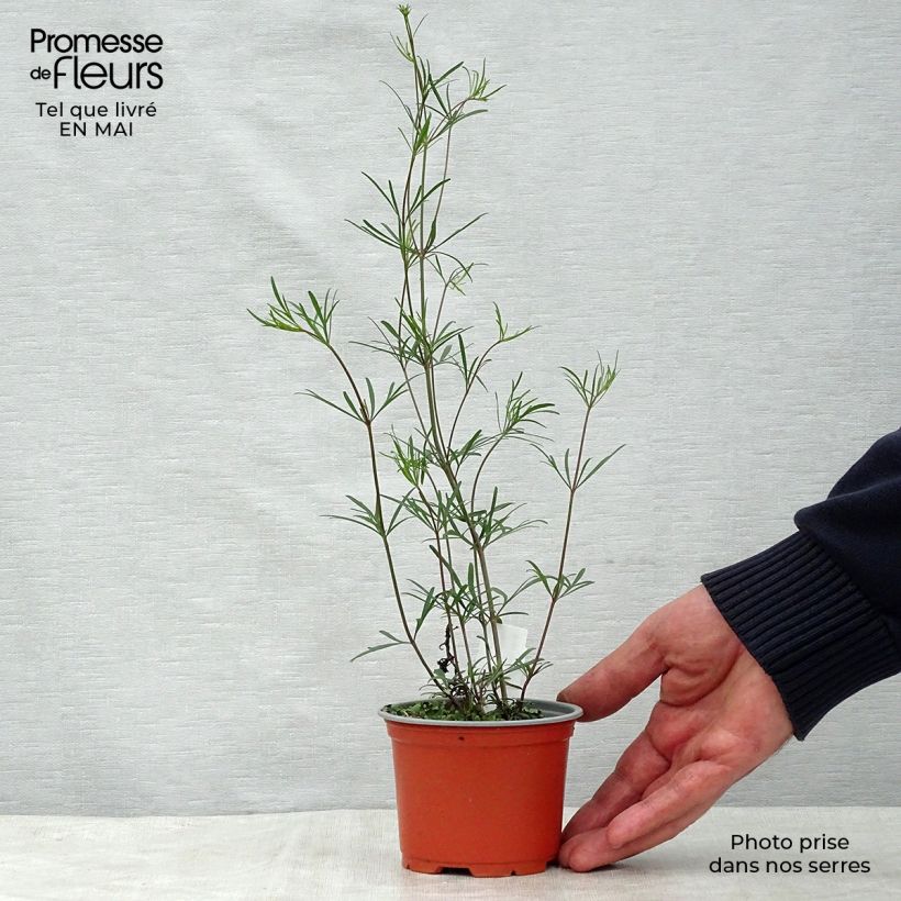 Example of Mädchenauge Moonbeam - Coreopsis verticillata Kleine Töpfe von 7/8 cm as you get in printemps