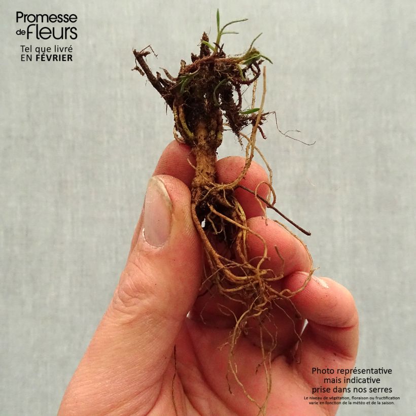 Exemplar von Mädchenauge S&S Curry Up - Coreopsis verticillata Wurzelnackt wie im Winter geliefert