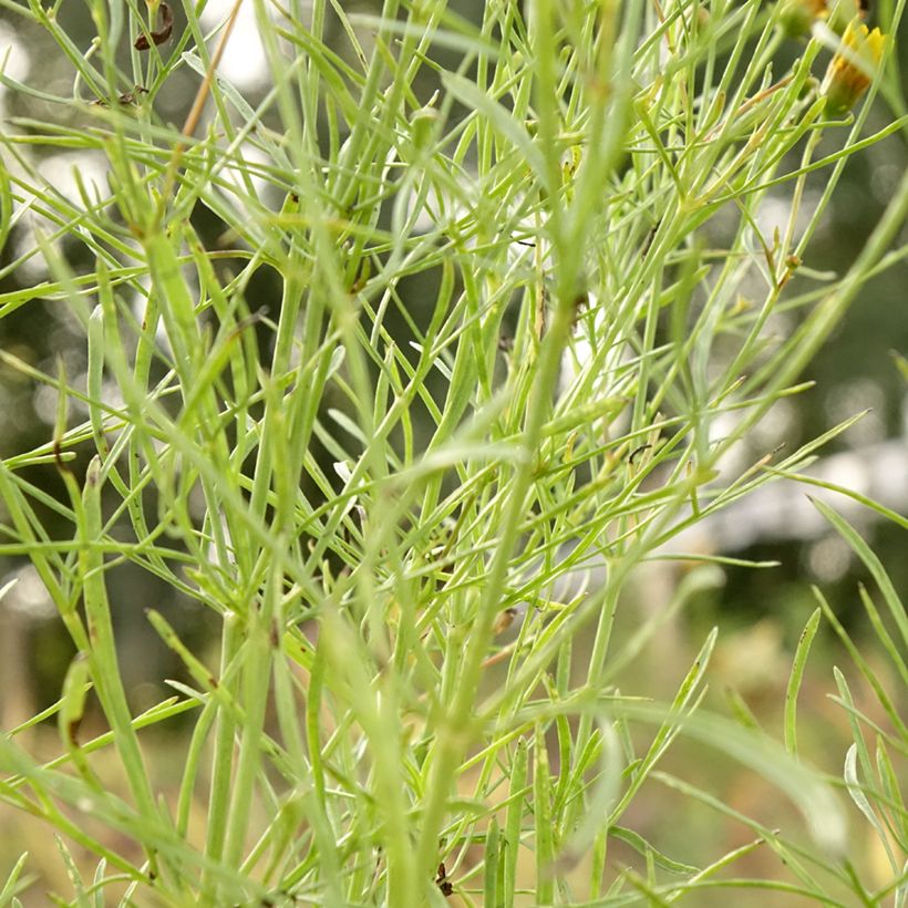 Mädchenauge S&S Curry Up - Coreopsis verticillata (Laub)