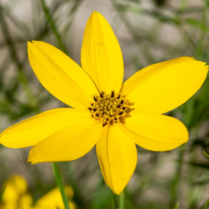 Mädchenauge Zagreb - Coreopsis verticillata (Flowering)