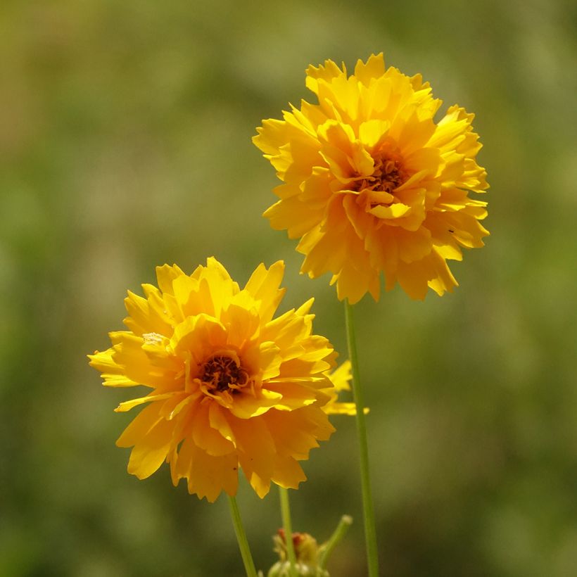 Mädchenauge Early Sunrise - Coreopsis alpinus (Blüte)