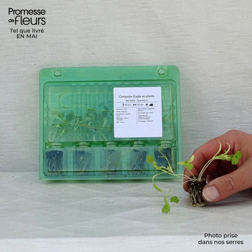 Exemplar von Koriander Eagle Mini-Plug Ø 1,5/2,5 cm wie im Frühjahr geliefert