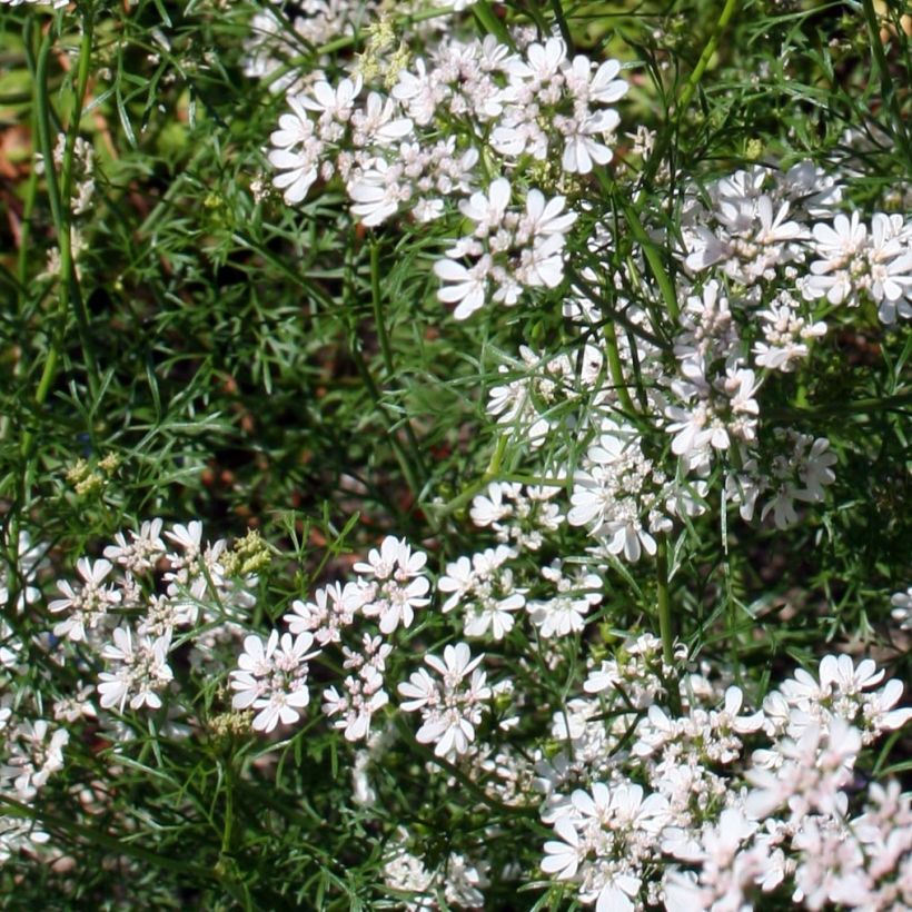 Koriander pflanzen (Blüte)