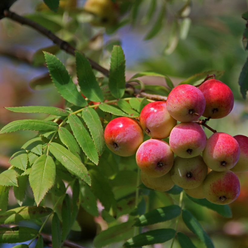 Sorbus domestica (Ernte)