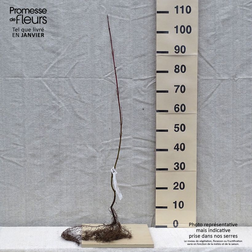 Exemplar von Cornus alba - Weißer Hartriegel Wurzelnackt, Strauch wie im Winter geliefert