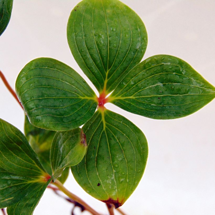 Cornus canadensis - Kanadischer Hartriegel (Foliage)
