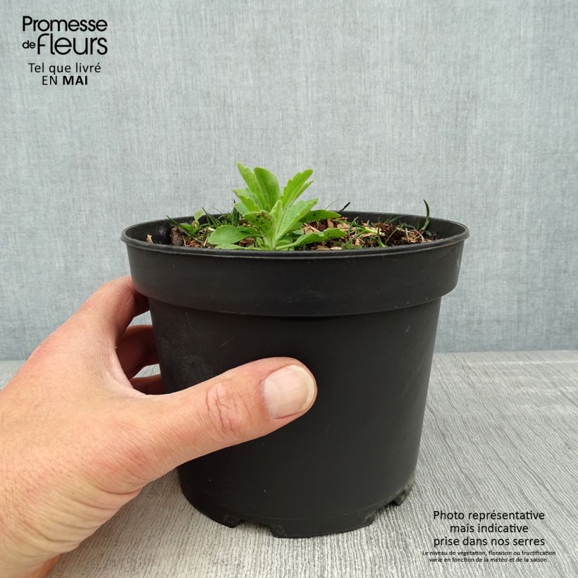 Exemplar von Cornus canadensis - Kanadischer Hartriegel Topf mit 2L/3L wie im Frühjahr geliefert