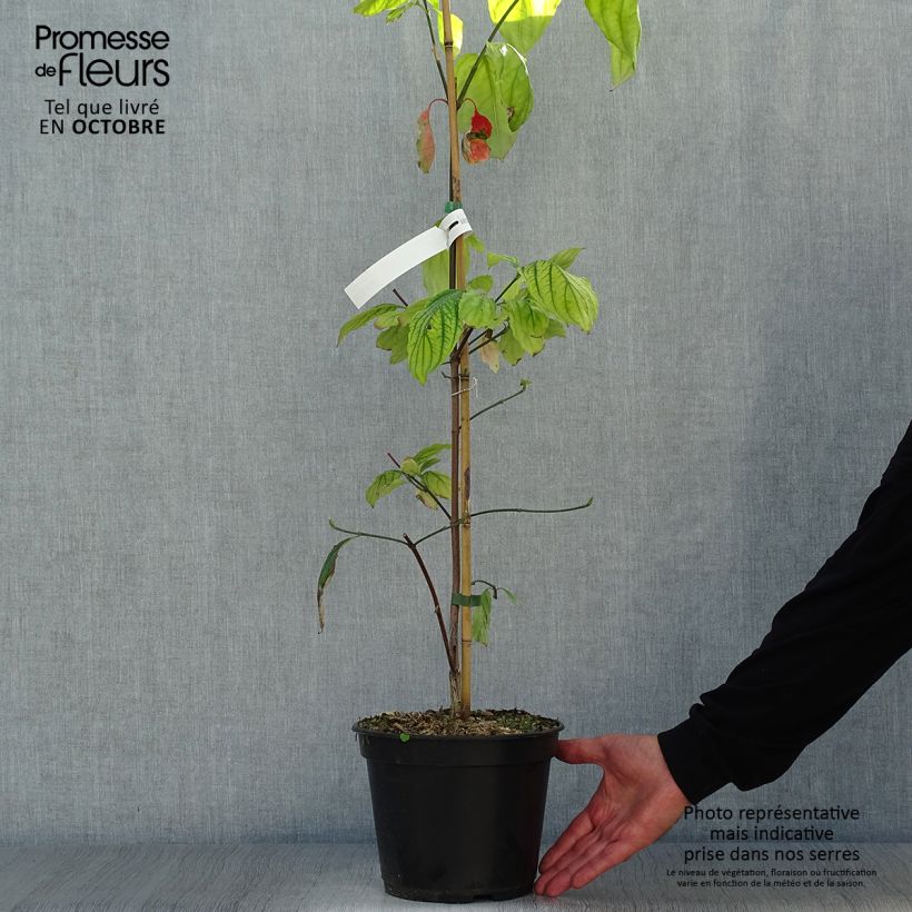Exemplar von Blüten-Hartriegel Eddie's White Wonder - Cornus Topf mit 4L/5L wie im Herbst geliefert
