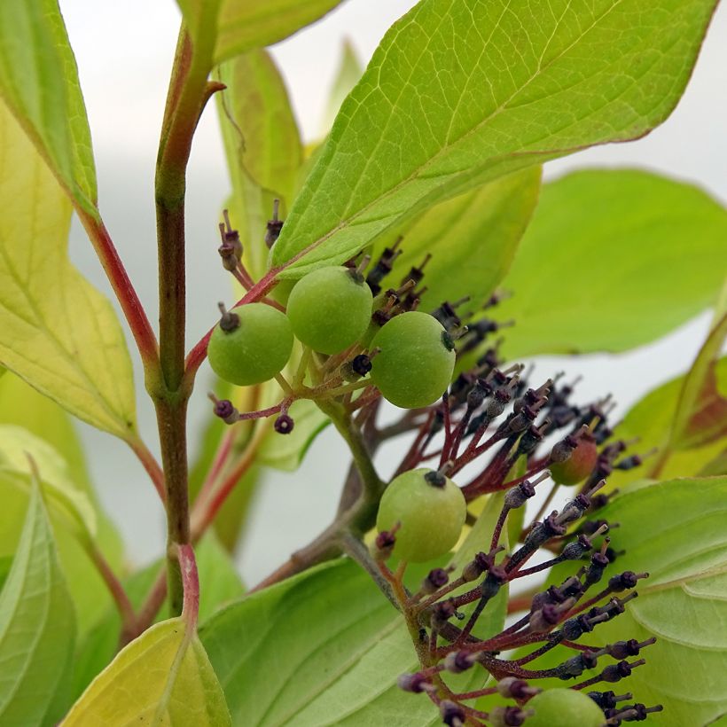 Cornus alba Aurea - Tatarischer Hartriegel (Harvest)