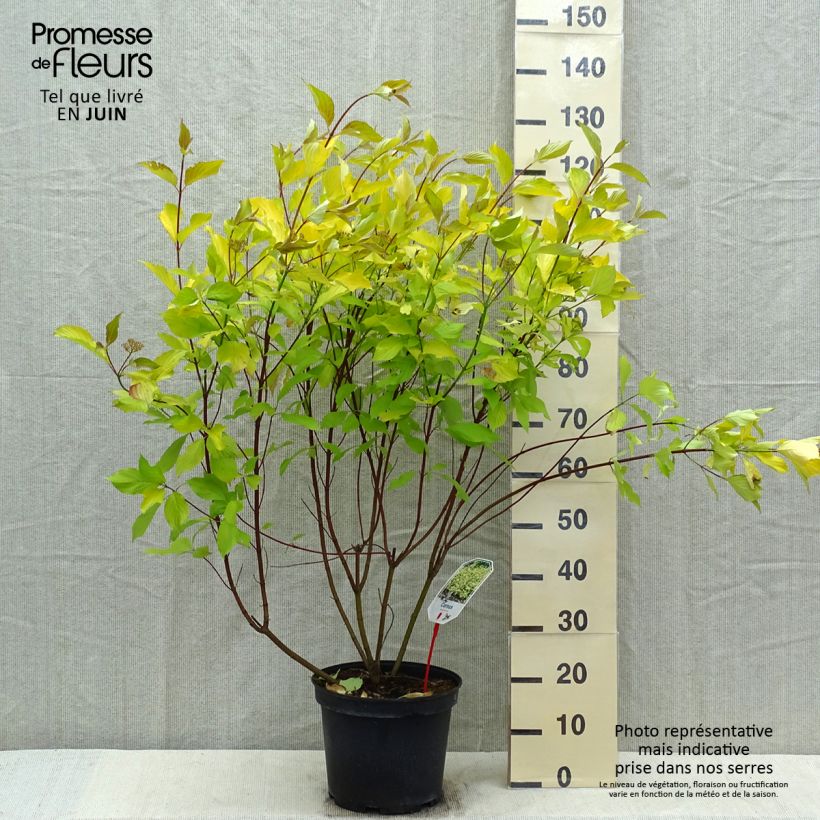 Example of Cornus alba Aurea - Tatarischer Hartriegel Topf mit 7,5L/10L as you get in printemps