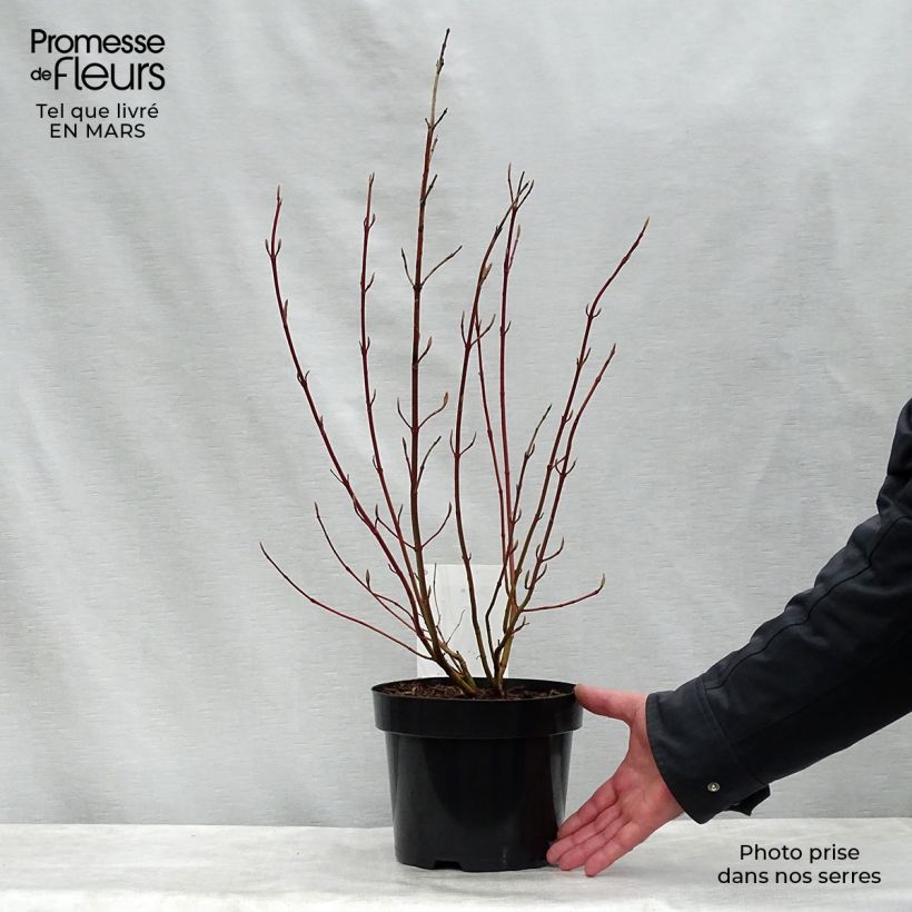 Example of Cornus alba Aurea - Tatarischer Hartriegel Topf mit 2L/3L as you get in printemps