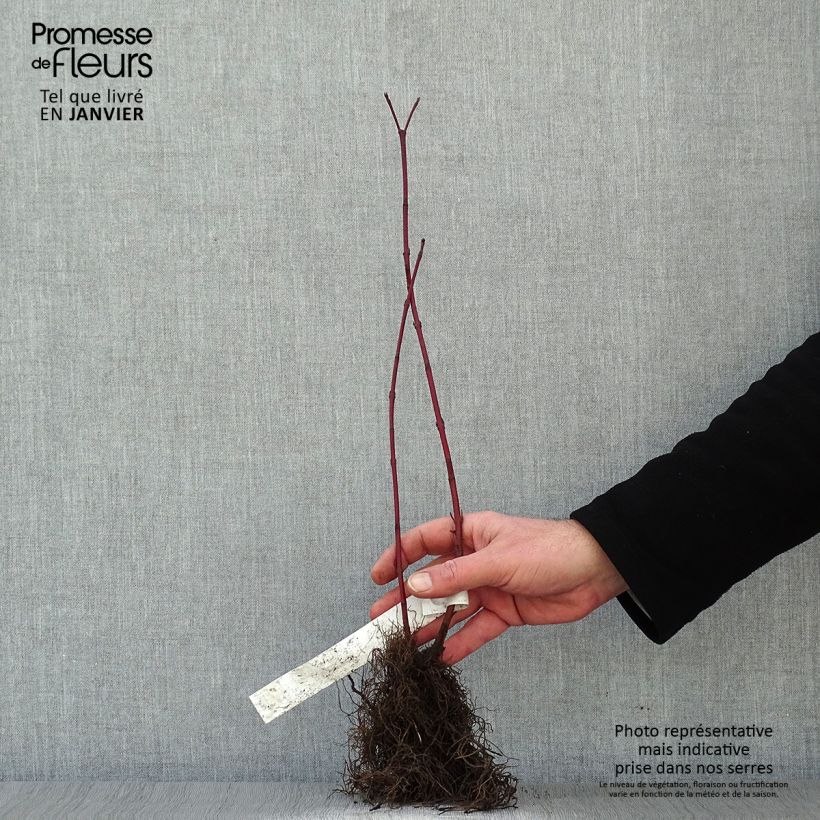 Example of Cornus alba Aurea - Tatarischer Hartriegel Wurzelnackt, Strauch as you get in hiver