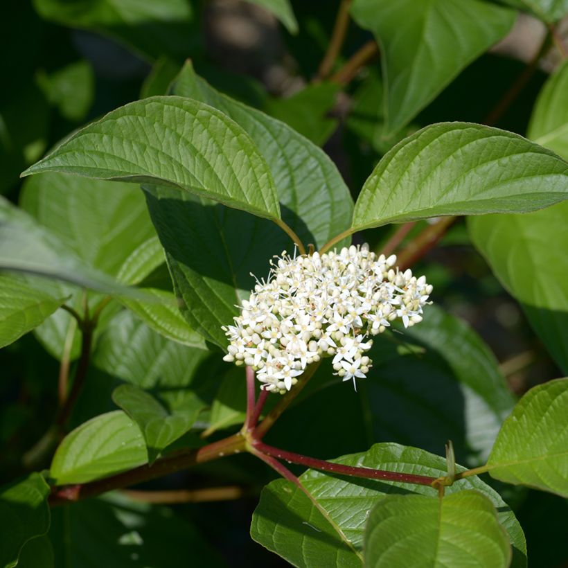 Cornus alba - Weißer Hartriegel (Blüte)