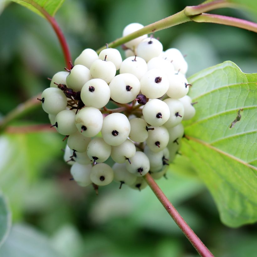 Cornus alba - Weißer Hartriegel (Ernte)