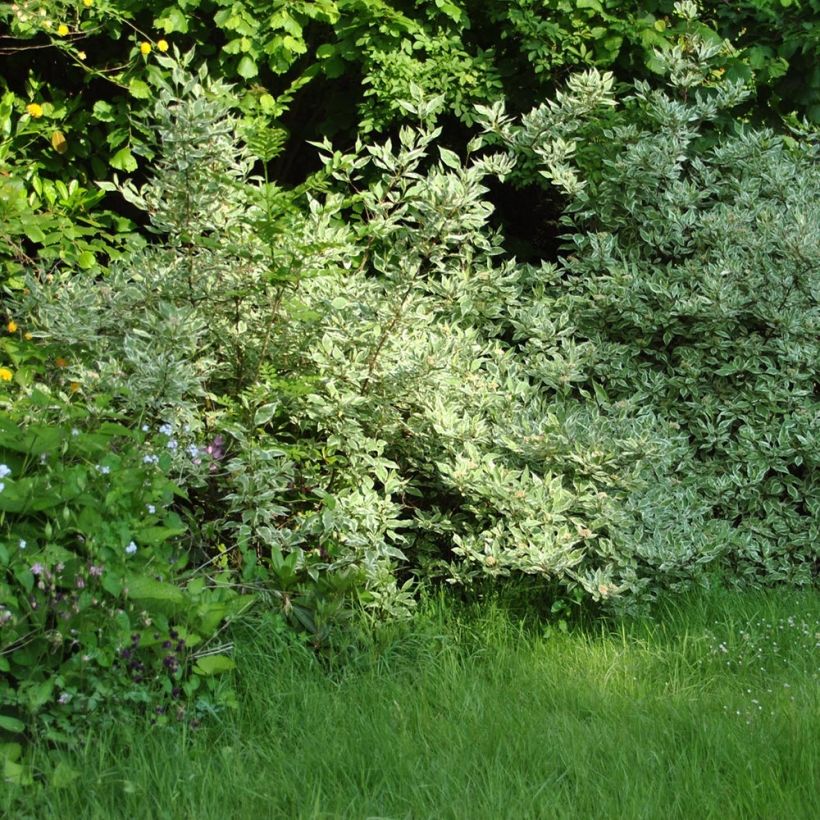 Cornus alba Elegantissima - Tatarischer Hartriegel (Plant habit)