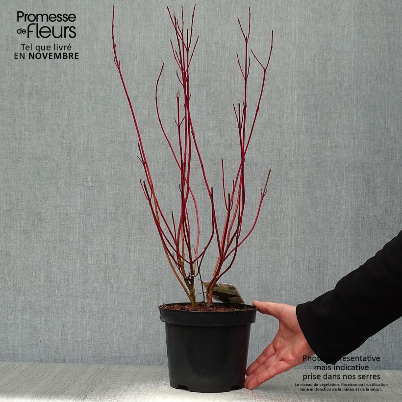 Exemplar von Cornus alba Elegantissima - Tatarischer Hartriegel Topf mit 2L/3L wie im Herbst geliefert