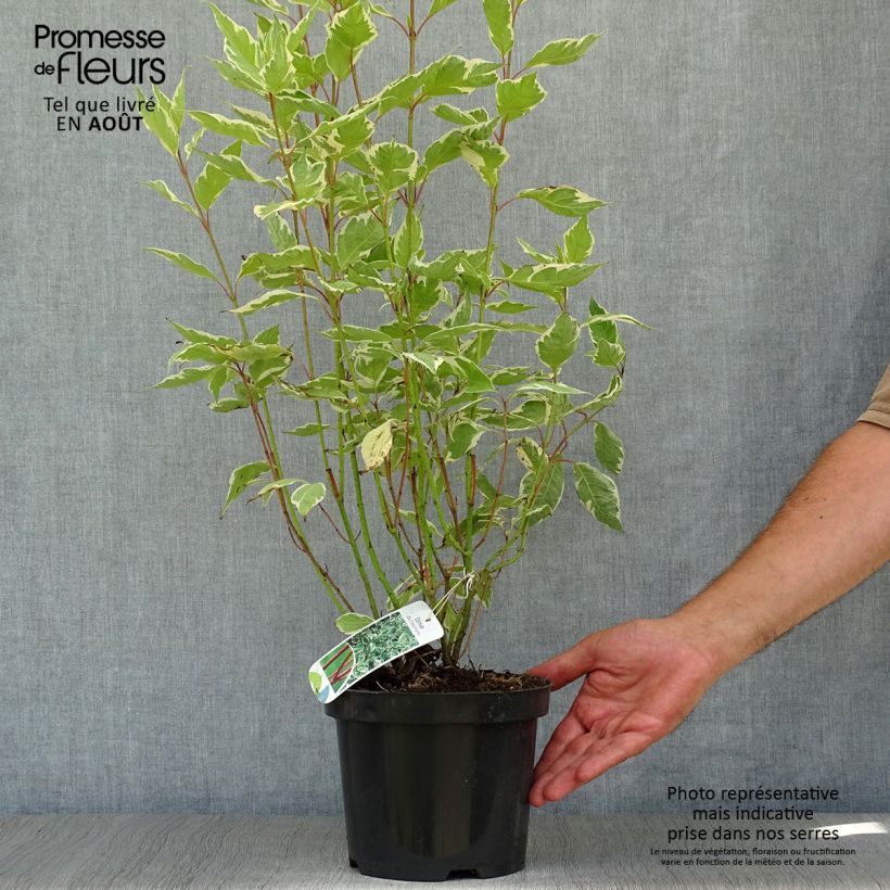 Exemplar von Cornus alba Elegantissima - Tatarischer Hartriegel Topf mit 2L/3L wie im Sommer geliefert