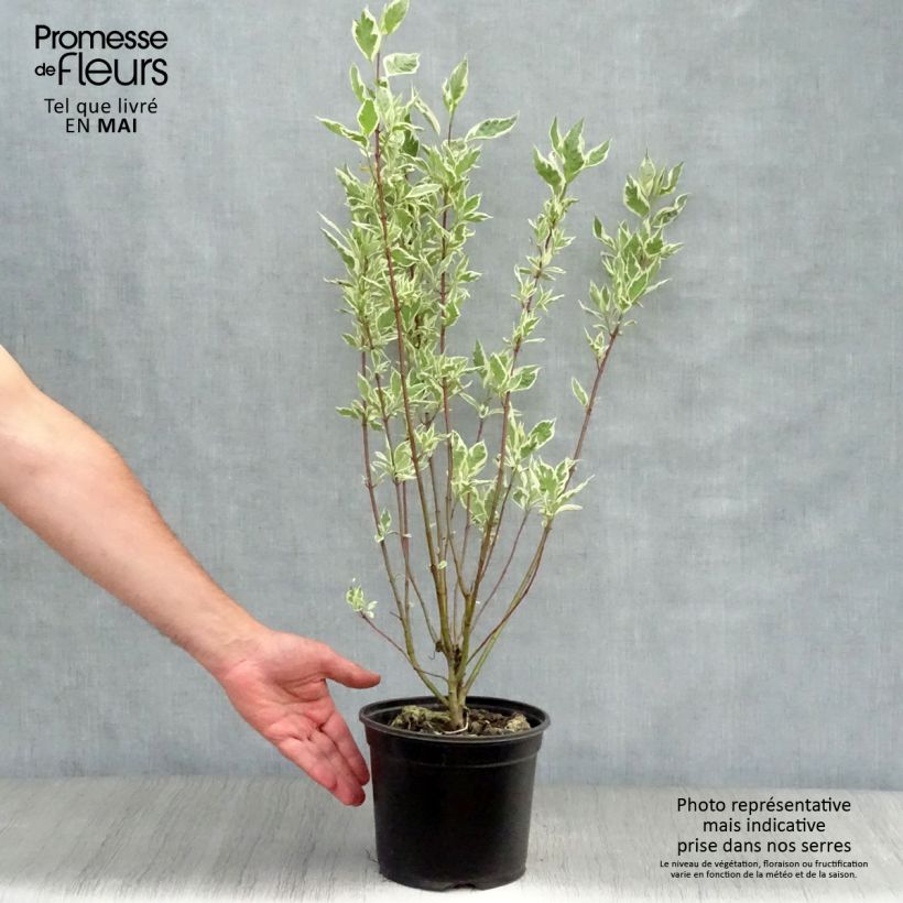 Example of Cornus alba Elegantissima - Tatarischer Hartriegel Topf mit 2L/3L as you get in printemps