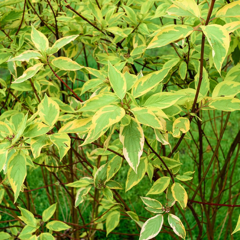 Cornus alba Gouchaultii - Tatarischer Hartriegel (Foliage)