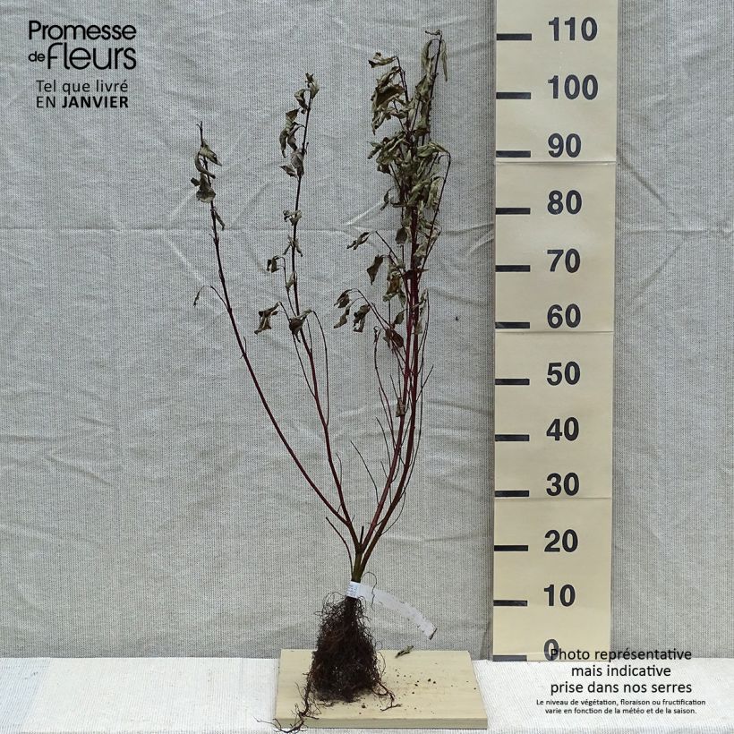 Example of Cornus alba Gouchaultii - Tatarischer Hartriegel Wurzelnackt, Strauch as you get in hiver