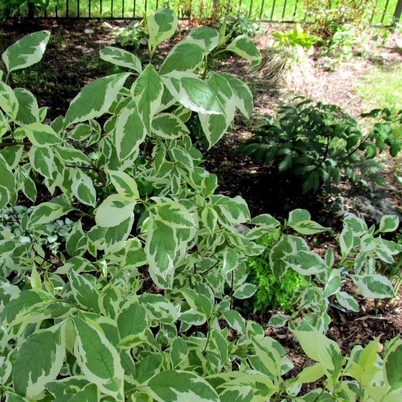 Cornus alba Ivory Halo - Tatarischer Hartriegel (Laub)