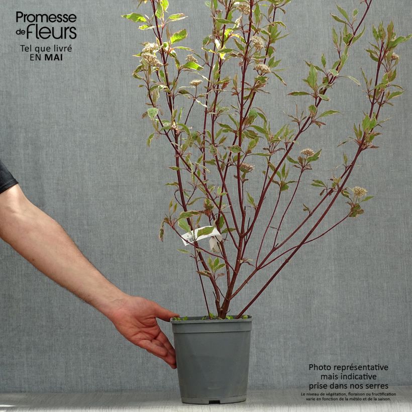 Example of Cornus alba Miracle - Tatarischer Hartriegel Topf mit 3L/4L as you get in printemps
