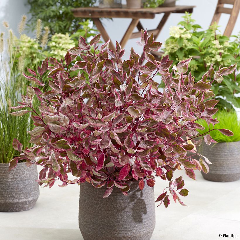 Cornus alba Miracle - Tatarischer Hartriegel (Plant habit)